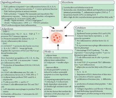 Molecular mechanisms of obesity predisposes to atopic dermatitis